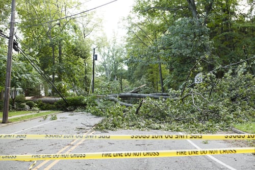 down tree after hurricane